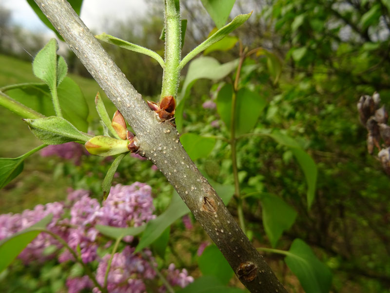 Syringa vulgaris - Oleaceae